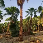 نخيل واشنطني من خمسه امتار الئ عشره