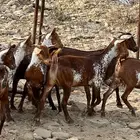 جفار محايليات وشح فواخر لأهل النوادر