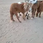 ذبيحتك حري فاخر لباب بيتك وسواكني مربى