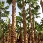 نعمل في. توريد وزراعه جميع انواع النخيل.