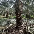 يتوفر عمال تكريب وتنضيف النخيل
