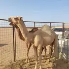 قعود اعفر علي بعير فنجال