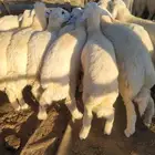 حريات فاخره لباب بيتك خرفان سواكني مربى