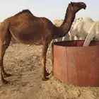 بكرة صفر لقيه