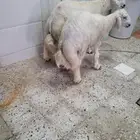 ذبيحتك لباب البيت حريات وسواكني فاخر