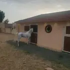 تدريب ركوب الخيل بخميس مشيط