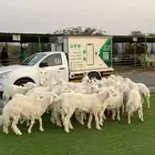 ذبائح حري جبر