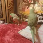 ما شاء الله تعالى جوز نيبالي هدد داخلي أليف متكلم