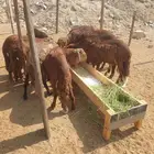 ذبايح من البر لبيتك حريات فاخره وسواكني