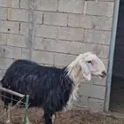 فحل نجدي