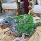 زوج درة هندي منتج ( تم البيع )