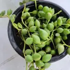 صباريات