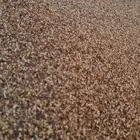 علف سمسم لابل و الاغنام و الطيور