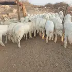 حري لباب بيتك خرفان تيوس سواكن