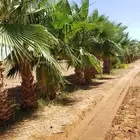 نخل واشنطني