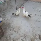 زوج بط منتج