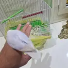 طير روز