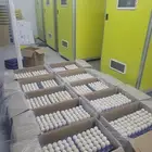 بيض بط بكيني بيور مخصب