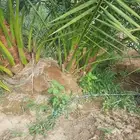 اصنا برني العيص