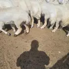 ذبايح طازجه لباب بيتك  سواكني مربى وحري فاخر