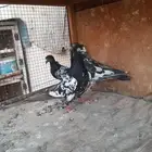 حمام بكستاني