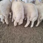 ذبيحتك حري فاخر باسعار مناسبه لباب بيتك