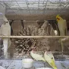 زوج كروان مع فرخين و قفص و بياضه