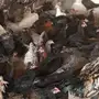 دجاج بلدي 