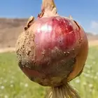 بذور بصل شركة الثمار