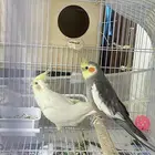 جوز كروان منتج