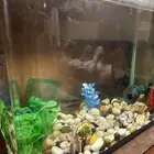 للبيع حوض سمك مع العصا