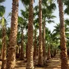 نخل واشنطن أمريكي ونخل عربي مثمر وأشجار وثيل