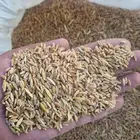 حنطه بلدي عضويه