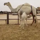 خلفه وضحه هديه