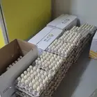 بيض بط بكيني سوبر جامبو
