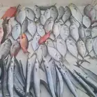 قارب نزهه القنفذه
