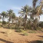 نخل للبيع طوله من 1متر إلى 7 متر
