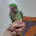 مشاء الله تبارك الله نيبالي أليف هدد متكلم