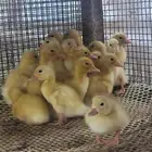 صوص بط بكيني