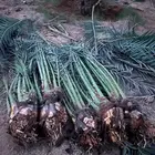 يوجد لدينا نخل مجدول البيع