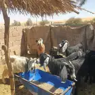 سبع معزى مواليد