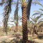 جميع انواع الشبوك والهناجر والحجر وجميع انواع الاشجار