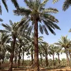 نخل للبيع عربي واشنطني ملوكي فسائل
