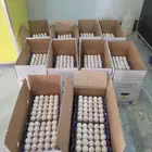 بيض بط بكيني بيور
