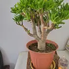 احلا نباتات داخليه