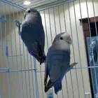 زوج ببغاء روز ازرق ( 300 ريال )