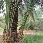 فروخ صقعي للبيع