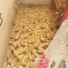 صوص بط بكيني