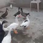 بط مصري وخضيري بياض