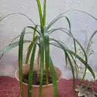 نباتات مناسبه للمنازل